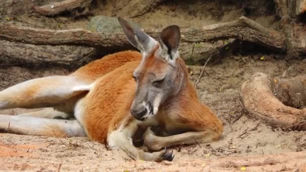 Kırmızı Kanguru Farklı Yönlere Bakıyor Yalan Söylüyor — Stok video