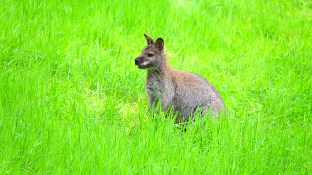 Rouge Cou Wallaby Mange Herbe Sur Fond Vert — Video