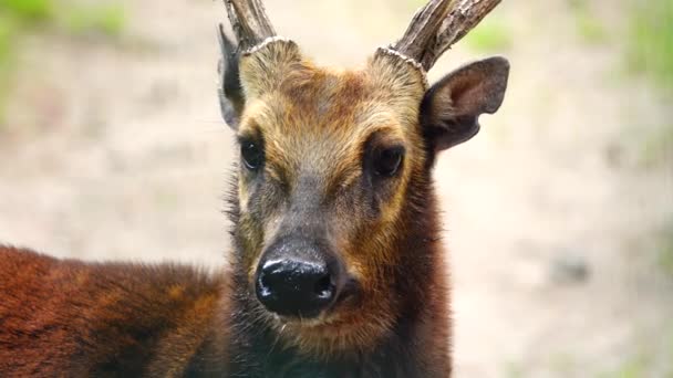 Philippine Sika Deer Looking Camera Forest — Stock Video