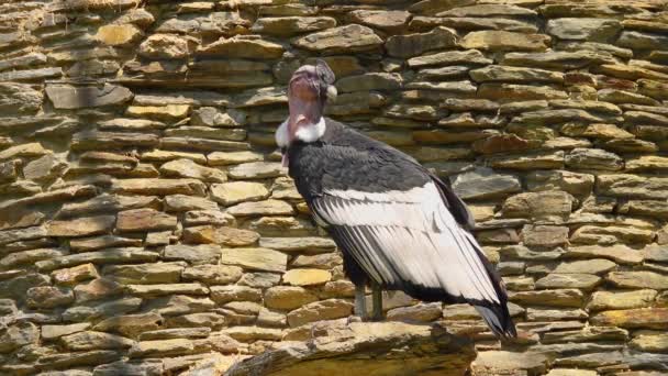 Vultur Gryphus Aislado Sobre Fondo Las Piedras — Vídeos de Stock