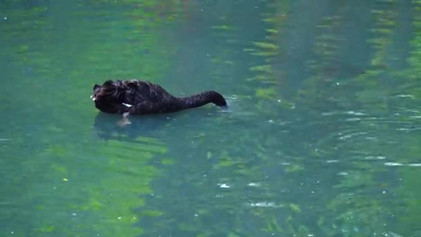 湖で黒鳥が泳ぐ — ストック動画