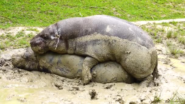 Iki Pigme Hipopotam Doğal Ortamda Kir Içinde Çoğalıyorlar — Stok video