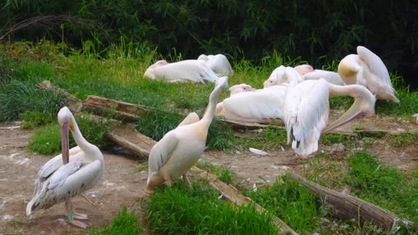 Flock Pelikaner Rengör Sina Vingar Den Naturliga Miljön — Stockvideo