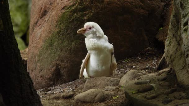 Pinguim Branco Limpa Asas Ambiente Natural — Vídeo de Stock