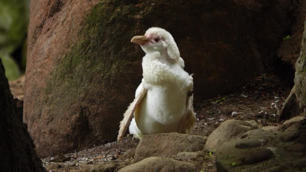 Biały Pingwin Czyści Skrzydła Środowisku Naturalnym — Wideo stockowe