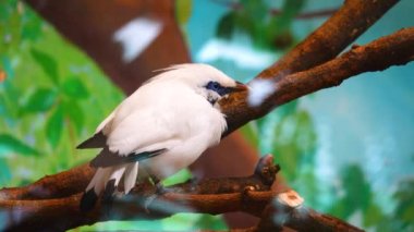 Güzel bali myna bir ağaçta oturuyor