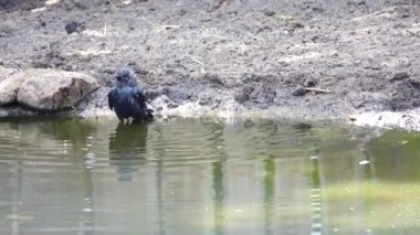 Karga yazın suda banyo yapar.
