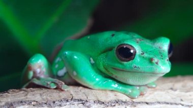 seated Chinese flying frog. (Racophora dennisi). 