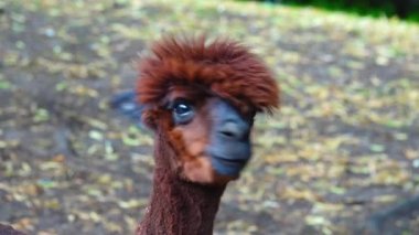 Bulanık bir arka planda parçalanmış kahverengi bir alpaka portresi. Güzel alpaka doğrudan lense bakıyor.