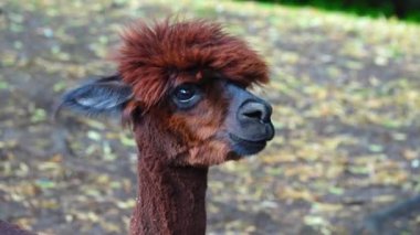 Bulanık bir arka planda parçalanmış kahverengi bir alpaka portresi. Güzel alpaka doğrudan lense bakıyor.