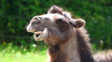 Çiğnenen baktrian devenin (Camelus bactrianus) yeşil arka planda portresi. yavaş çekim
