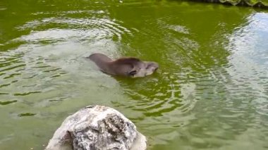 Düz tapir (tapirüs terrestris) suda yüzer. yavaş çekim