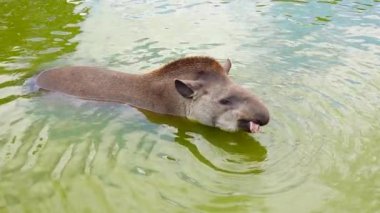Düz tapir (tapirüs terrestris) suda yüzer. yavaş çekim
