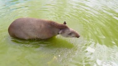 Düz tapir (tapirüs terrestris) suda yüzer. yavaş çekim