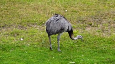 Daha büyük rhea (rhea americana), yeşil çayırda yiyecek arıyor