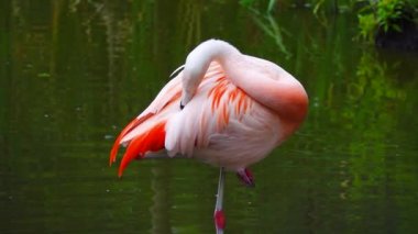 Şili flamingosu (phoenicopterus chilensis) yeşil arka planda suyun bir bacağının üzerinde durur. yavaş çekim