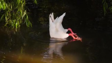 Beyaz kuğu Coscoroba dalışı, suda yiyecek arıyor. yavaş çekim