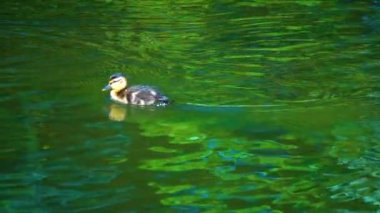 Gölde küçük ördek yavrusu yaban ördeği yüzüyor. yavaş çekim