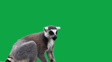 halka kuyruklu lemur yeşil ekranda yiyor