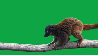 Korkmuş kahverengi lemurlar yeşil ekrandaki bir kütükte