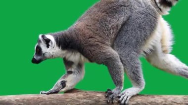 Halka, yeşil ekranda yürüyen lemur 'u dikkatlice takip etti.
