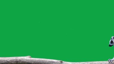 Halka, yeşil ekrandaki bir kütükte yürüyen lemur 'u takip etti. yavaş çekim