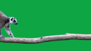 Halka, yeşil ekrandaki bir kütükte yürüyen lemur 'u takip etti. yavaş çekim