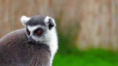 Bulanık bir arka planda halka kuyruklu lemur portresi. yavaş çekim