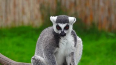 Bulanık bir arka planda halka kuyruklu lemur portresi. yavaş çekim