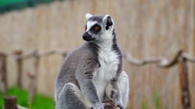 Bulanık arkaplanda halka kuyruklu lemur