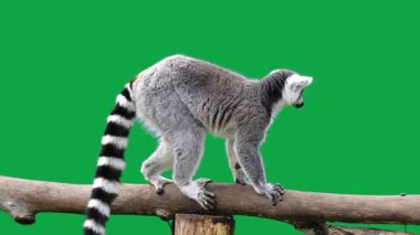 halka kuyruklu lemur yeşil ekranda profilde duruyor