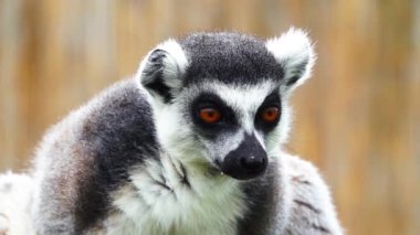 Portre yüzüğü bulanık gri bir arka planda lemuru takip etti. yavaş çekim