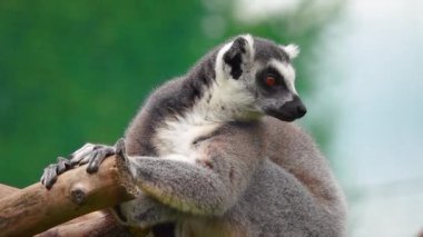Bulanık yeşil arka planda halka kuyruklu lemur portresi. yavaş çekim