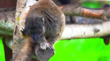 Kahverengi lemurlar ahşap bir kütüğe oturur. yavaş çekim