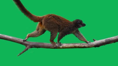 Halka, yeşil ekrandaki bir kütükte yürüyen lemur 'u takip etti. yavaş çekim