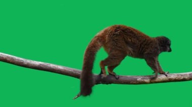 Kahverengi lemurlar yeşil ekrandaki bir kütükte yavaşça yürüyorlar. yavaş çekim