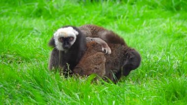 İki kahverengi lemurlar yeşil çimlerin üzerinde otururlar. yavaş çekim