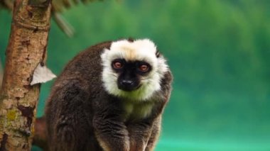 Bulanık yeşil arka planda oturan kahverengi lemur. yavaş çekim