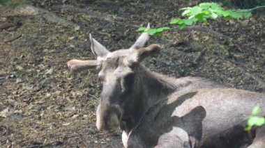 doğal ortamda geyik portresi