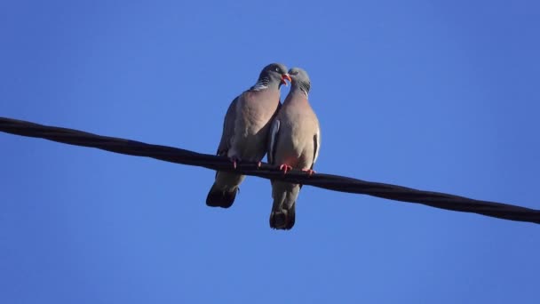 Two Common Wood Pigeon Columba Palumbus Sits Blue Sky Background — Stock Video