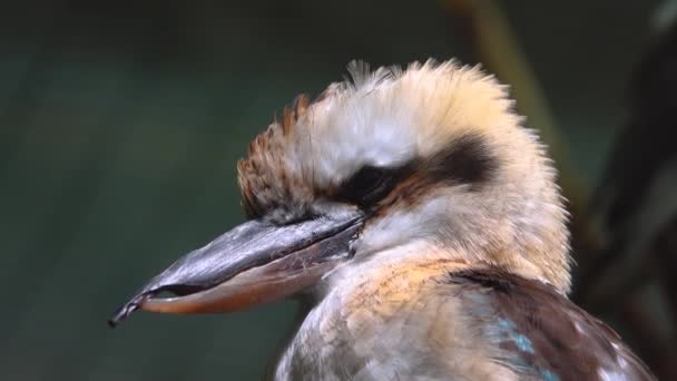 Porträt Eines Lachenden Australischen Kookaburra Dacelo Novaeguineae Aus Australien Und — Stockvideo