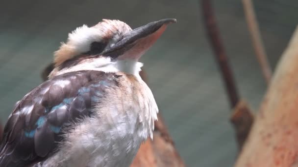 Retrato Kookaburra Australiano Risonho Dacelo Novaeguineae Nativo Austrália Nova Guiné — Vídeo de Stock