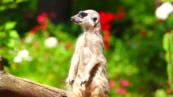 Meerkat Στέκεται Στα Πίσω Πόδια Του Ένα Θολό Φόντο — Αρχείο Βίντεο