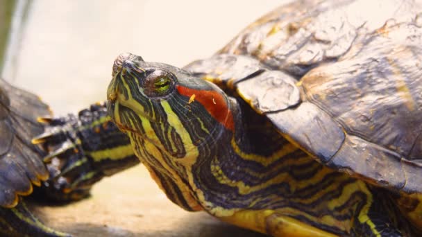 Портрет Черепахи Расположенной Пруда Поворачивающей Голову Разных Направлениях — стоковое видео