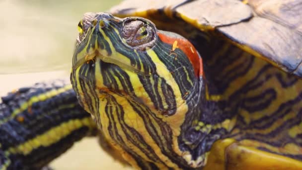Portret Żółwia Który Znajduje Się Pobliżu Stawu Obraca Głową Różnych — Wideo stockowe