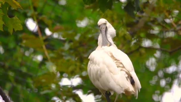 Eurasian Spoonbill Platalea Leucorodia Stands Blurred Green Background Cleans Feathers — Stock Video