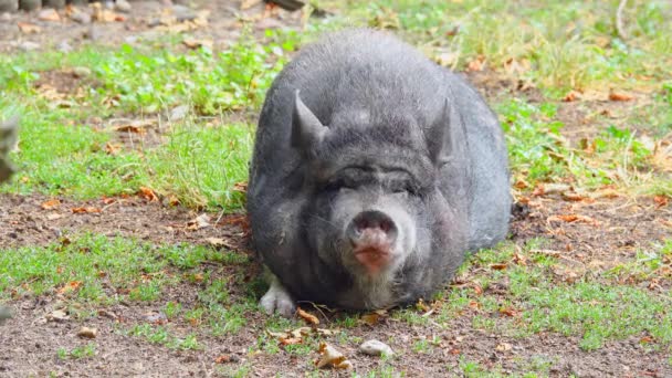 Gran Cerdo Negro Tirado Suelo — Vídeo de stock