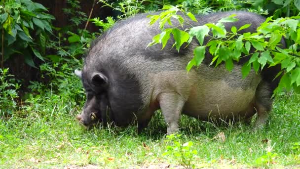 Gran Cerdo Negro Comiendo Hierba Verde Por Los Campos — Vídeo de stock