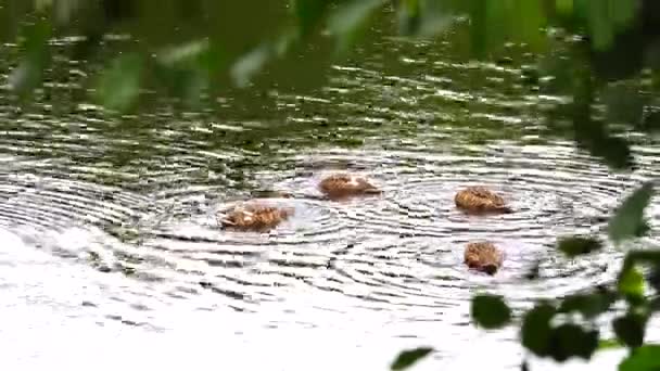 Four Mallard Ducks Female Swim Lake Plunges Its Head Water — Stock Video