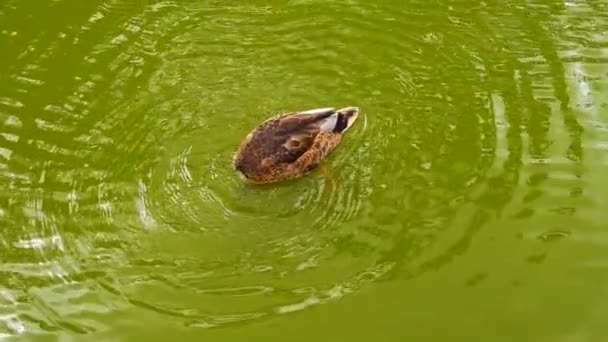 Yaban Ördeği Dişi Ördek Yiyecek Ararken Başını Suya Daldırır Yavaş — Stok video